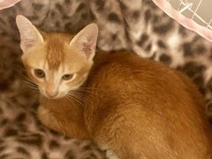-创凡宠物医院·骨专科  猫科中心(西乡分院)