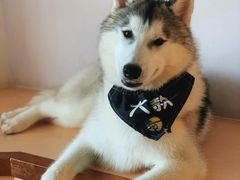 -Husky Go! 哈士奇体验馆·宠物咖啡厅狗咖