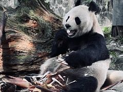 -都江堰中华大熊猫苑