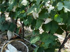 -马陆小张葡萄园农家乐