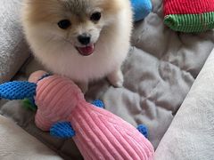 -翊宠yipet猫狗购宠庄园犬舍•猫舍