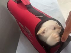 -中农国际动物医院24小时·猫科·骨科·急重症中心