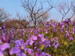 -上海海湾国家森林公园