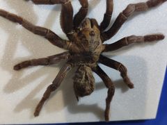 -上海昆虫博物馆