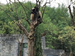 -都江堰中华大熊猫苑
