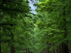 -艾溪湖湿地公园