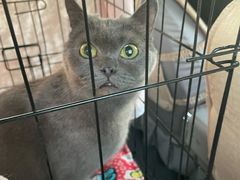 -瑞派宠物医院·中兽医专科(中央商城分院)