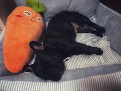 -欧奕国际动物医院