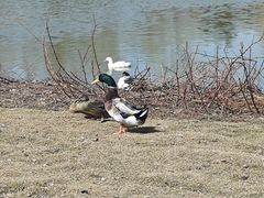 -长春市南湖公园