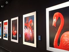 -罗红摄影艺术馆