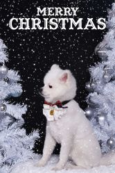 -后宫·古装汉服京剧儿童亲子全家福摄影