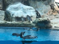 -帝企鹅自助餐厅•儿童岛•真企鹅(长隆企鹅酒店)