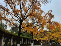 -四川大学(华西校区)