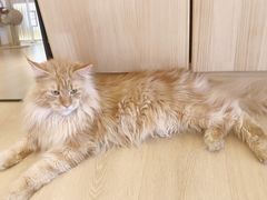 -猫腻·猫咖·撸猫馆(星光大道店)
