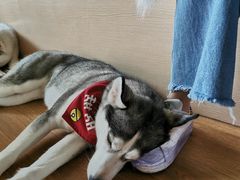 -Husky Go! 哈士奇体验馆·宠物咖啡厅狗咖