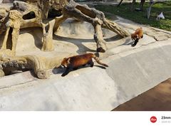 -泉州海丝野生动物世界