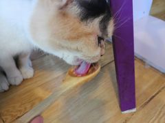 -Cappucimeow猫咪咖啡馆(韦伯时代店)