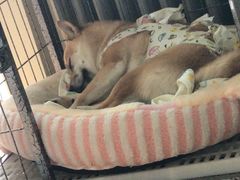 -达爱动物医院·犬猫分区·CT·复杂眼科(远洋山水分院)