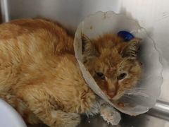 -萌兽医馆·犬猫专科·眼科中心·宠物医院(朝阳门分院)