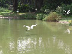-广州长隆飞鸟乐园
