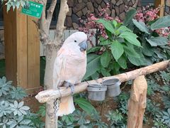 -南宫五洲植物乐园