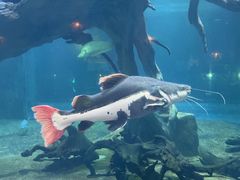 -华夏文旅海洋公园