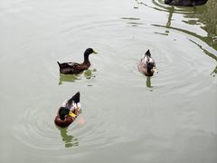 -南通濠河风景名胜区