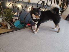 -喜柴咖啡·柴犬狗咖