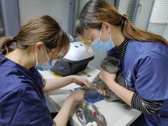 -伟伟宠物医院·CT影像中心·瑞派犬猫综合性门诊(汉口总院)