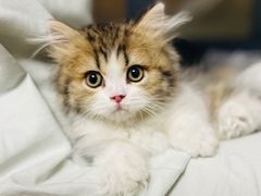-momokira米努特·德文卷毛猫·棉花面纱犬