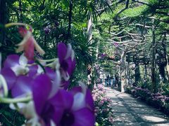 -广西壮族自治区药用植物园