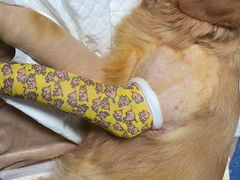 -伟伟宠物医院·CT影像中心·瑞派犬猫综合性门诊(汉口总院)