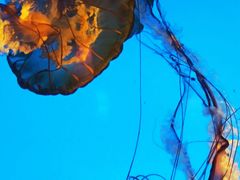 -太平洋海底世界