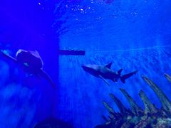 -哈尔滨波塞冬海底世界