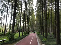 -黄海国家森林公园