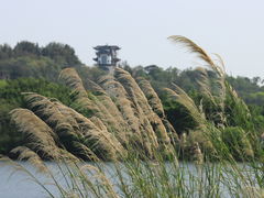 -广东花都湖国家湿地公园