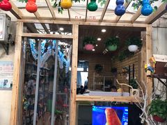 -明明手养鹦鹉(堤角花鸟宠物大世界店)