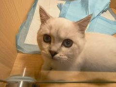 -帕帕拉兹宠物(亚洲旗舰店)