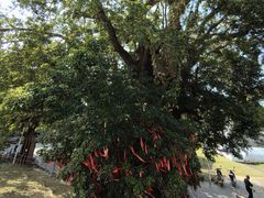 -蔡家宅