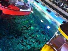 -海棠湾洲际-涛·海底餐厅·美人鱼·自助餐·海底隧道