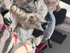 -翊宠yipet猫狗购宠庄园犬舍•猫舍