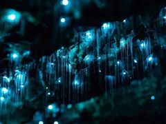 -怀托摩萤火虫洞