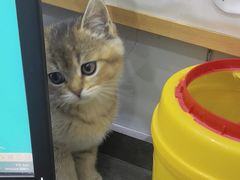 -派特宠物医院(圆融广场店)