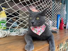 -喵屿·大理花园猫咖