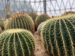 -深圳仙湖植物园