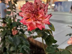 -国芳中心