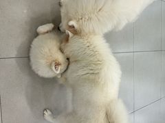 -安格丽娜·狗咖·猫咖羊驼咖(春熙路百盛商场店)