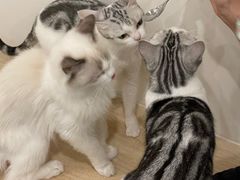 -有喵·猫咖·狗咖·30几只猫10只小狗(岗厦店)