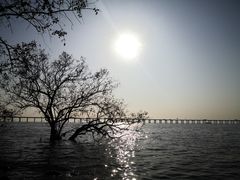 -宝安西湾红树林湿地公园