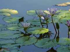 -国家植物园南园